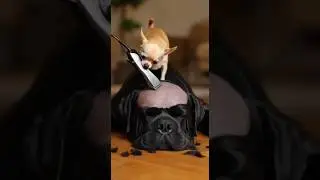 Когда доверил стрижку младшему брату... 😂🐾