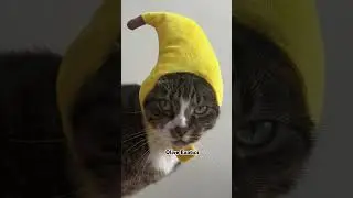 Orray Problems pa🤣 #kitten #catviralvideo #catcomedy #petscomedy #britishshorthair #oliveexotics