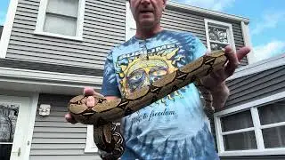 Breedings and things at Ace Boas