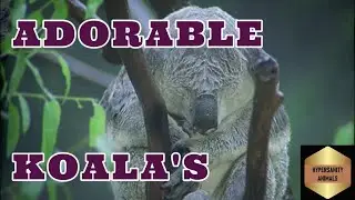 Unlocking the Cuteness: The truth about adorable koalas
