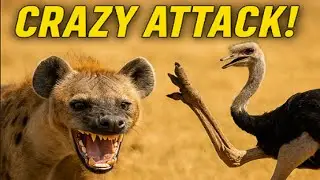 Crazy Hyena Attacks Baby Ostriches &ndash; What Happened Next Will Shock You!