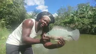 Pescando no meu tanque de tilápia 