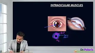 Intraocular Muscles of eye. Mbbs students #anatomy #worldwide#foryoupage #headandneck 