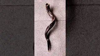 5/12 Powerful sound of Shofar blowing | Shofar Blast | #shofar #tekiah #teruah #shevarim