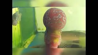 while flowerhorn monitoring bantayBATA...