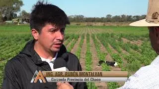 PROME AGRONEGOCIOS Cultivo de C&aacute;rtamo, Corzuela Provincia del Chaco