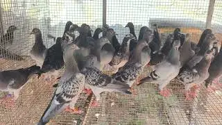 70 pic long distance racing homer chicks sale price.1200 rs piece ph.9698527176 transport available 