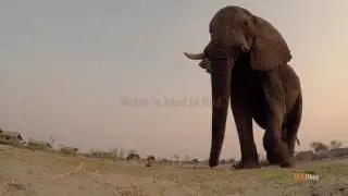 Happy World Elephant Day from ELEPHANTS REFUGEES and DOL FILMS PRODUCTIONS