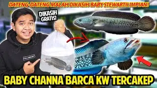 DIKASIH BABY CHANNA BARCA KW GRATIS! STEWARTII INI MIRIP BANGET BARCA! GEDENYA PASTI CAKEP BANGET!