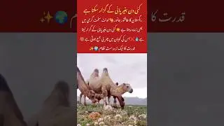 Dromedary Camel Survival in the Desert 🐪 #camel #animalfacts #shorts #trending