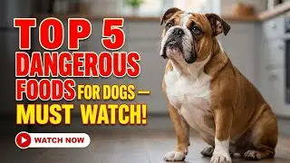 5 самых опасных продуктов для собак ❌🐶 | Советы по безопасности, которые должен знать каждый влад...
