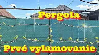 Prvé vylamovanie v 3.roku - vinič na pergole