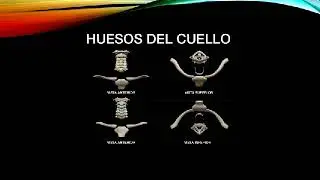 CLASE 10 SISTEMA MUSCULO ESQUELETICO
