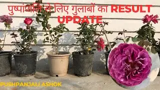 ONLINE ROSE PLANT RESULT UPDATE/पुष्पांजलि से मंगाए गुलाब का रिजल्ट #puspanjali #puspanjaliasoke