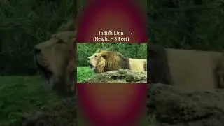 Height of lions (Head to Tail) #tiger