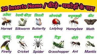 20 Insects  🦋 🐜 Name in Hindi and English l कीड़े - मकोड़ों के नाम l  Video for Kids l #insectsname