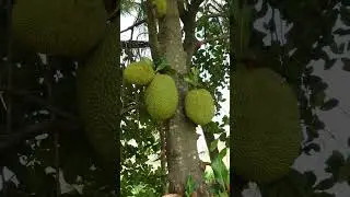 நாட்டு பலா மரம் இந்த வருடம் கொஞ்சம் நிறைய காய்த்து இருக்கு