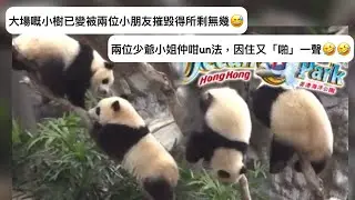 ｜家姐細佬盈盈同場｜10月12日. 大場嘅小樹已變被兩位小朋友摧毁得所剩無幾｜少爺小姐仲咁un法，因住又啪一聲｜Ocean Park｜香港大熊貓｜海洋公園｜遊遊蕩蕩放空記｜加加得得｜팬더｜パンダ｜