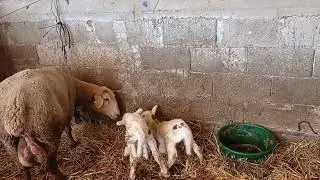 YENİ DOĞAN KUZU NASIL EMZİRİLİR