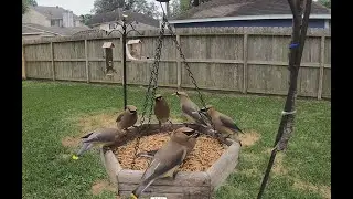 Cedar Waxwings