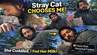 Unexpected Bond with a Stray Cat in the Mountains 🐾 | Himachal Vlog