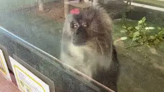 熊本市動植物園シシオザルのマサヒロです。左手をあげるポーズが可愛いでしょ😍❤️人工保育で育ちました😉