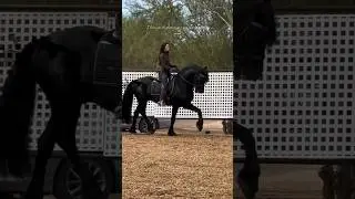 The Queen of the Desert &mdash; Power, Grace, and Freedom on a Black Stallion