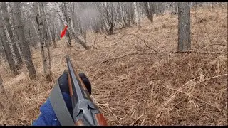 Повстречался лось. Добыли зайца! #hunting #hunter #dog #automobile #животные #nature #mountains
