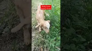 Baby Goat Eating Grass