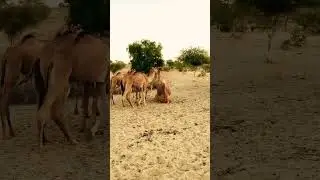 Camel Breeding |camel mating process😍🐪#camel #camellife #camelbreeding #breeding #breedingprogress