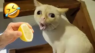 You Laugh You Lose 😂 Funniest Cats and Dogs 2026 😅 Part 10 #funnycats #funnydogs #funnyanimals