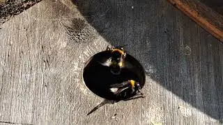Bumble bees trying to stay cool in garden bird box, June 2025 UK. Video 1.