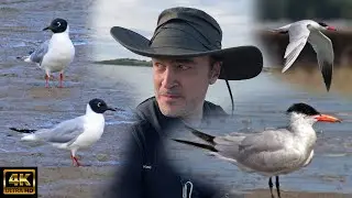 World's Most Famous Gull? Plus Unexpected UK MEGA! Bonaparte's Gull 13th Straight Year, Oare Marshes