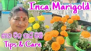 Inca Marigold || ଶୀତ ଦିନ ପାଇଁ କିଛି || Tips & Care || ଗଛରେ ରହିବ ଫୁଲ ଅନେକ ଦିନ || rooftop odia garden