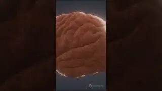 Human Brain Facts! #brainfunction #science #brainresearch #humanbrain #brain