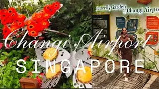 The Changi Butterfly Garden Singapore || Butterfly Garden &lrm;⁨@changiairport⁩&nbsp; Singapore