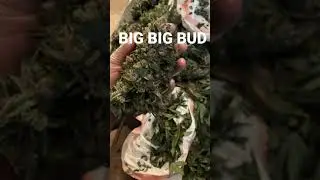 Big bud red hot cookies