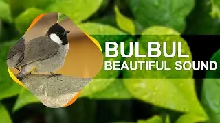 Singing of White-Eared BULBUL, The beautiful sound of White-eared bulbul, صوت البلبل أبيض الأذنين