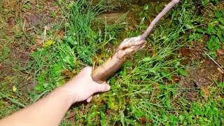 Master Catch Eels | Best Eel Fishing #14