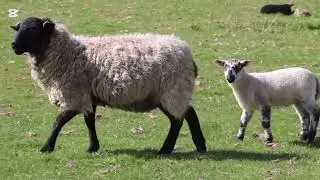 most beautiful nature animal sheep 4k video