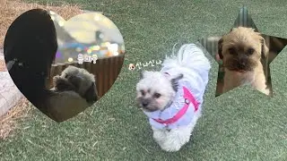 🐶바둑이와 함께하는 첫 완전체 1박 2일 가족 여행🤗