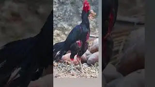 मेरा Murga थोड़ा फिल्मी है 😂🐓