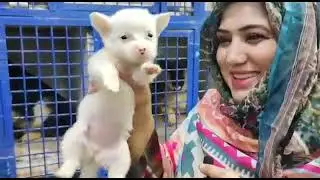 Peshawar dog center contact +92 300 5886666.