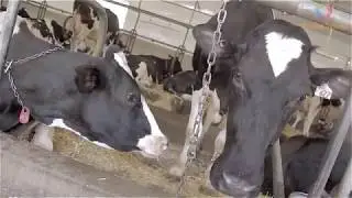 Modern Technology Harvest Cow & Goat Milk, Breed Method Raising Cattle High Efficiency