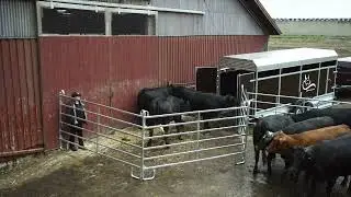 One person loading cattle