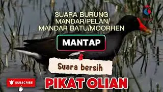 OLIAN... PIKAT SUARA BURUNG MANDAR/PELAN/MANDAR BATU/MOORHEN/GALLINULA CHLOROPUS