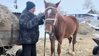 Деревенская жизнь. Биркование коз🐐 Попытка №2 приучение к узде🐴. Лошадь задавила щенка!?😱