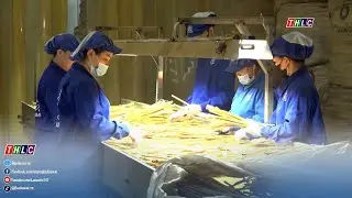 Thời sự Lào Cai 11h30 (18/1/2026) | THLC