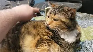 Ultimate Cat Bliss: Watch This Adorable Feline Enjoy the Perfect Brush & Relax!