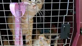 Thank you to Pilots n Paws from a cat rescue volunteer